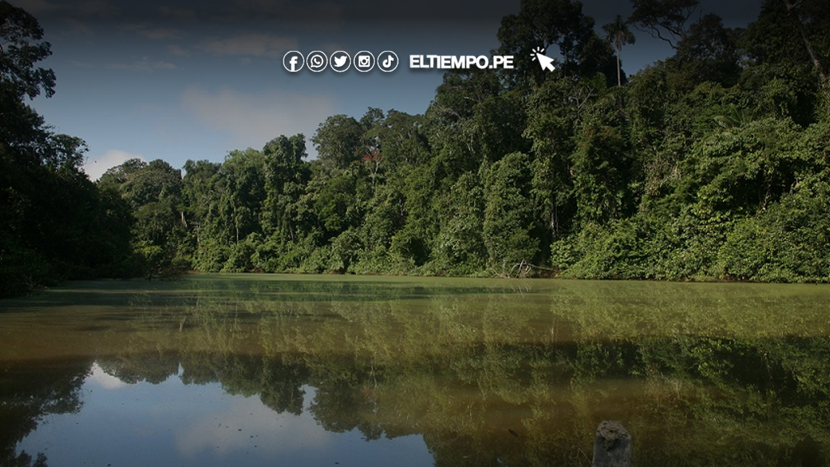 Descubre-la-Reserva-Nacional-del-Parque-Nacional-del-Manu-Biodiversidad-en-Estado-Puro