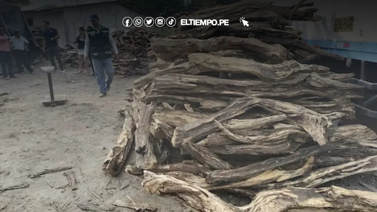 Intervienen camión con 2 mil kilos de palo santo en Sullana