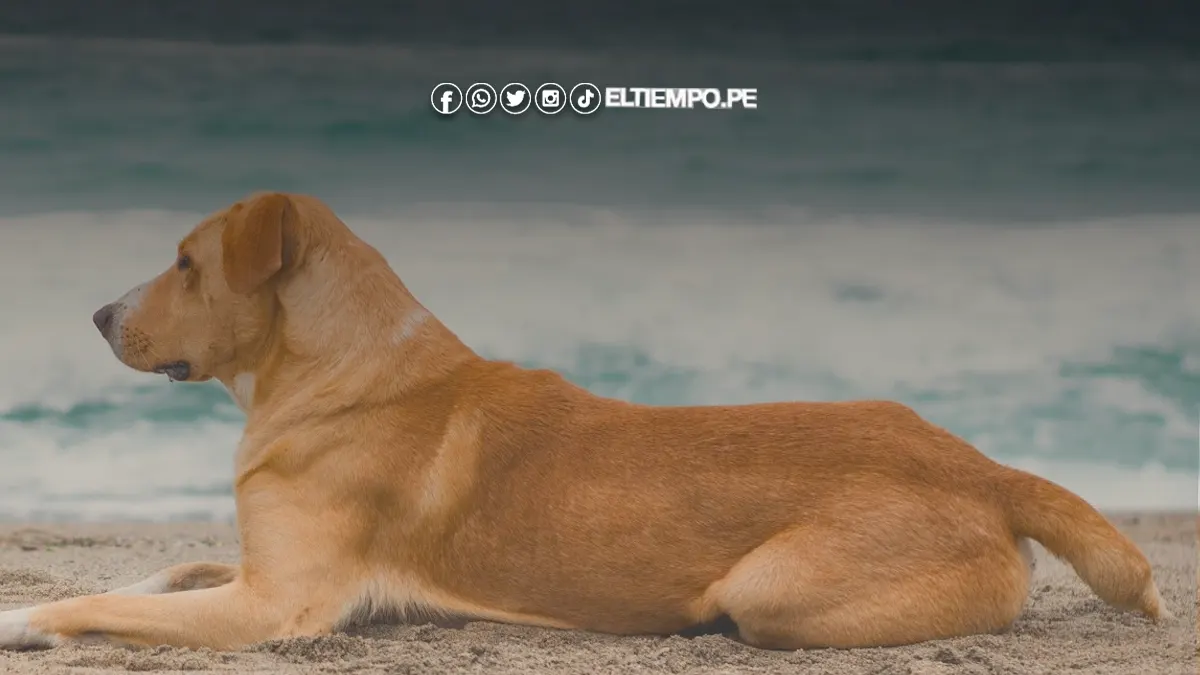 Película «Vaguito»: A quiénes beneficiará con su recaudación