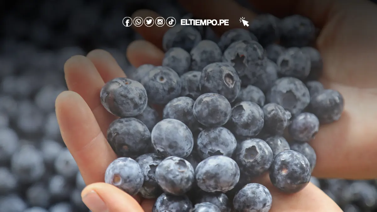 Peru-exportador-de-arandanos-