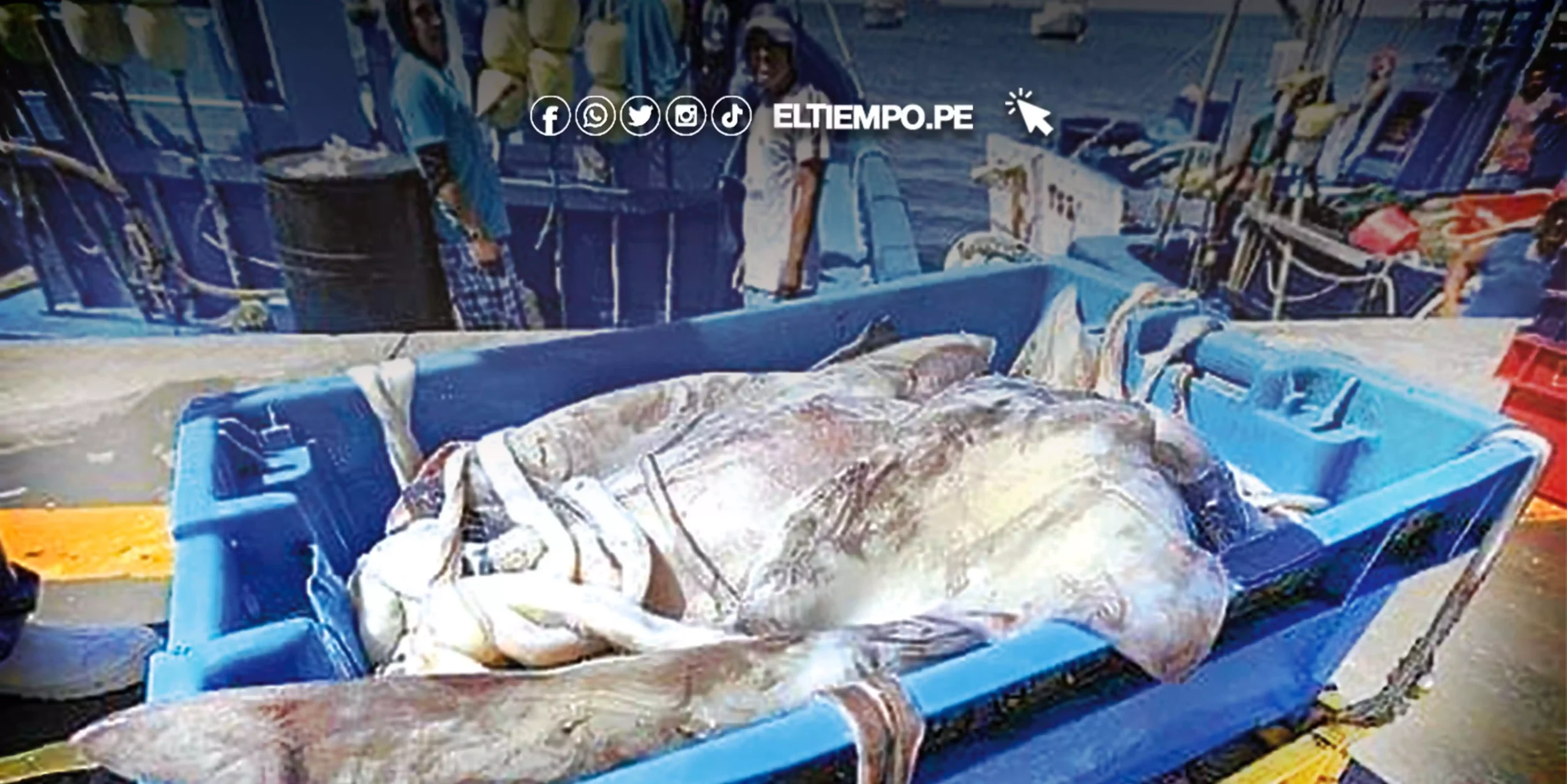 Paita: Pota se vende a 7 euros y pescador gana 3 soles