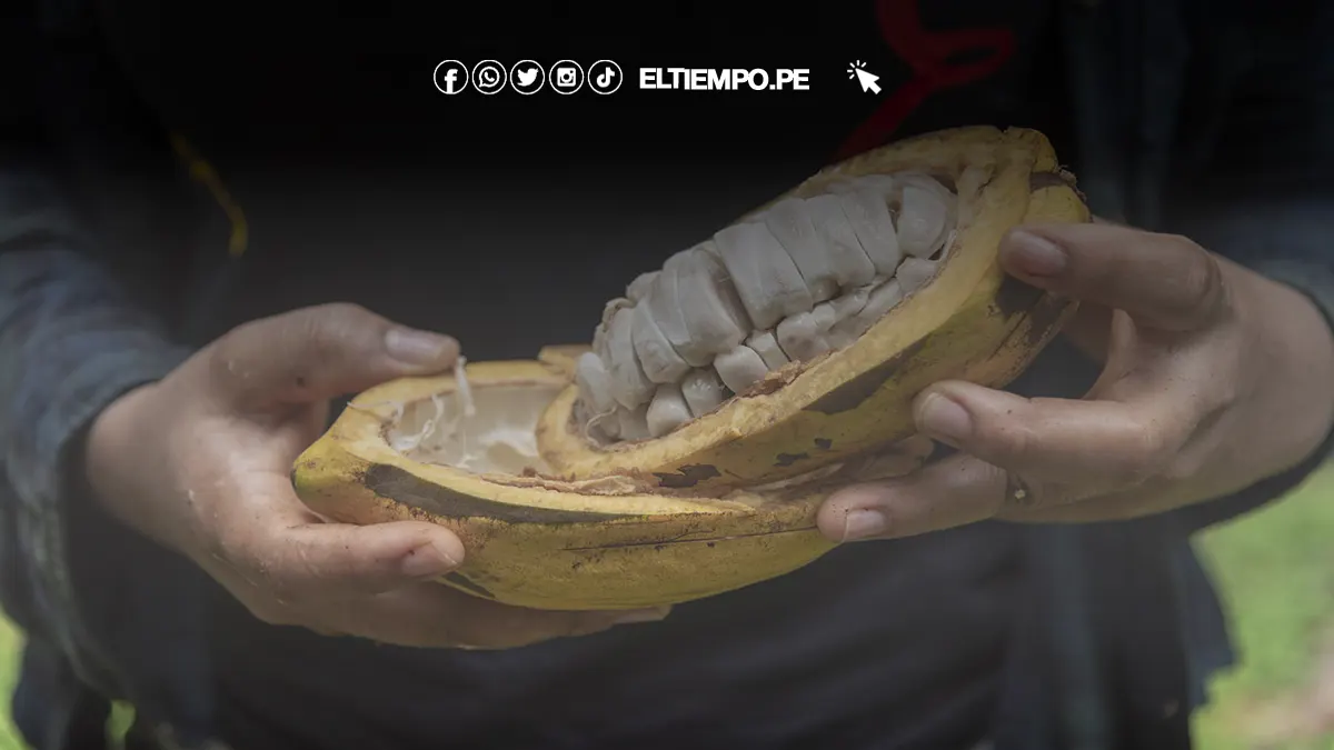 Precio-del-cacao-se-triplica-