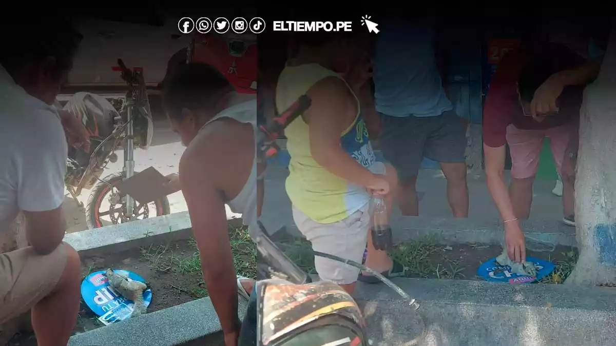 ardilla-deja-sin-luz-al-centro-de-piura