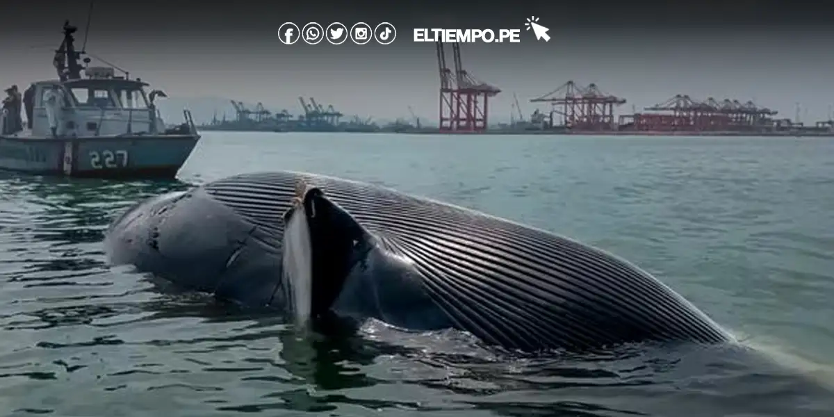 Hallan cadáver de ballena varada en la bocana del puerto del Callao