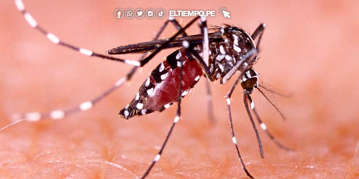 A propósito del retorno a clases: Reflexiones en torno a una hoja de ruta para el logro de los aprendizajes