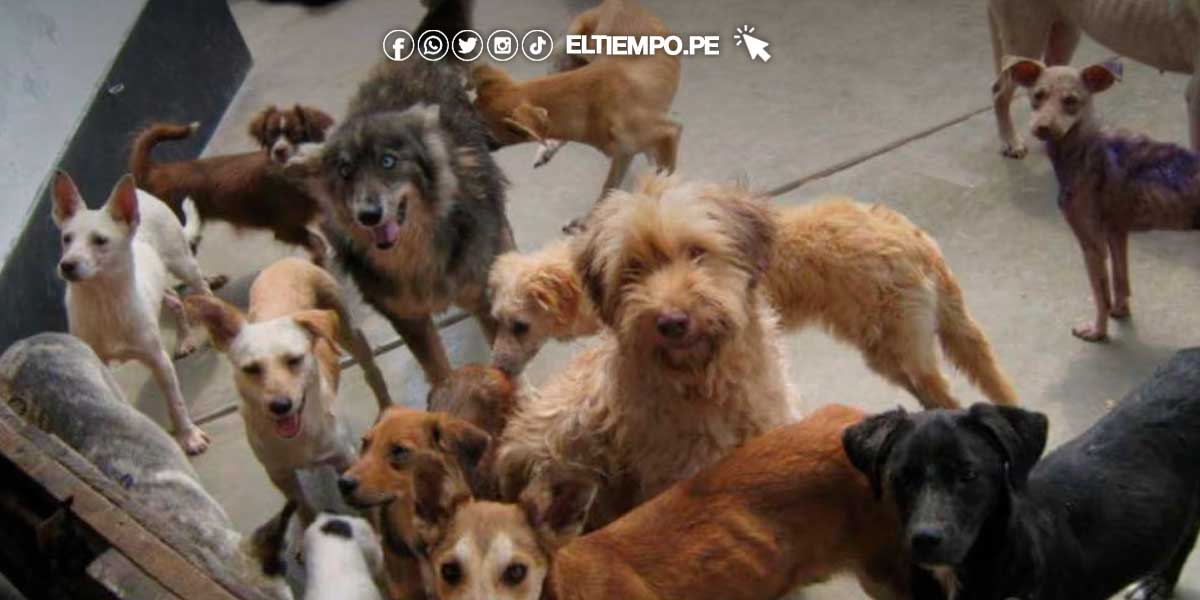Piura: anuncian campaña para esterilización a perritos y gatitos abandonados