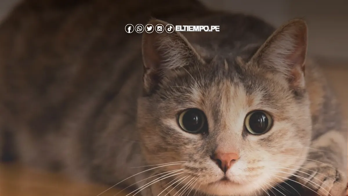 ¿Cuántos años viven los gatos y cómo mejorar su calidad de vida?