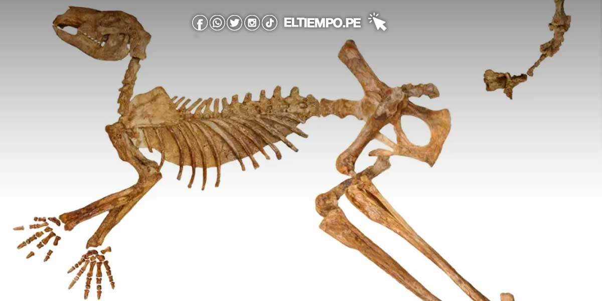 Australia: identifican tres nuevas especies de canguros antiguos