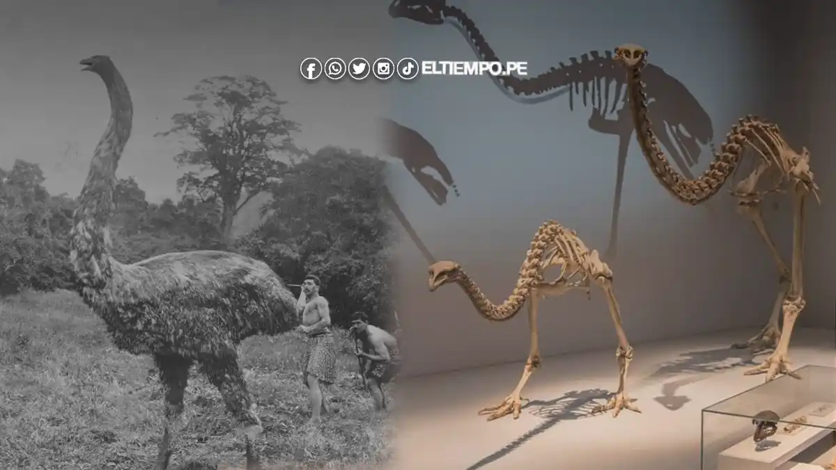 El gigante de las aves: Descubre el misterio del moa y su papel en el ecosistema neozelandés