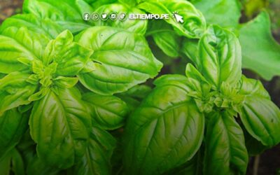 Descubre 10 beneficios de la albahaca y cómo usarla para mejorar tu digestión