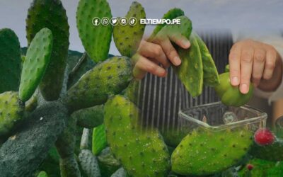 10 beneficios de la penca de tuna o nopal y cómo prepararla para aliviar la gastritis