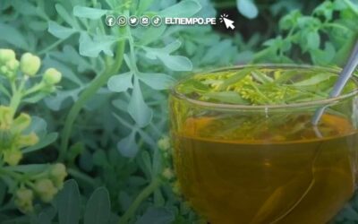 10 beneficios de la ruda y cómo prepararla para aliviar el dolor menstrual