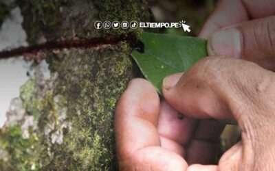 10 beneficios de la sangre de grado y cómo usarla para ayudar a cicatrizar