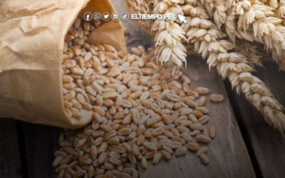 10 beneficios del trigo y cómo prepararlo para adelgazar