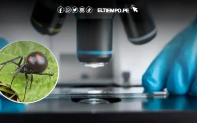 Nuevo antídoto humano promete revolucionar tratamiento contra la picadura de viuda negra