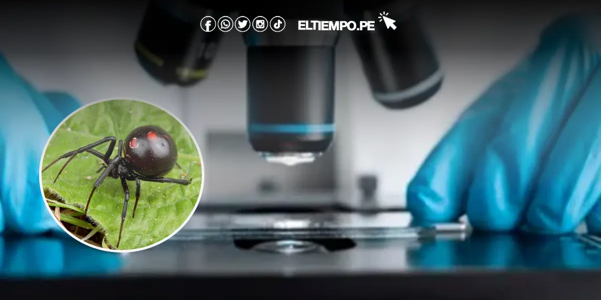 Nuevo antídoto humano promete revolucionar tratamiento contra la picadura de viuda negra Nuevo antídoto humano promete revolucionar tratamiento contra la picadura de viuda negra