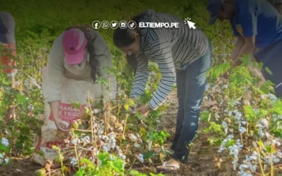 Agricultura Piura: Con pacto estratégico buscan controlar las plagas en los cultivos