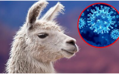 Estudio confirma que anticuerpos de llamas y alpacas neutralizan al COVID-19
