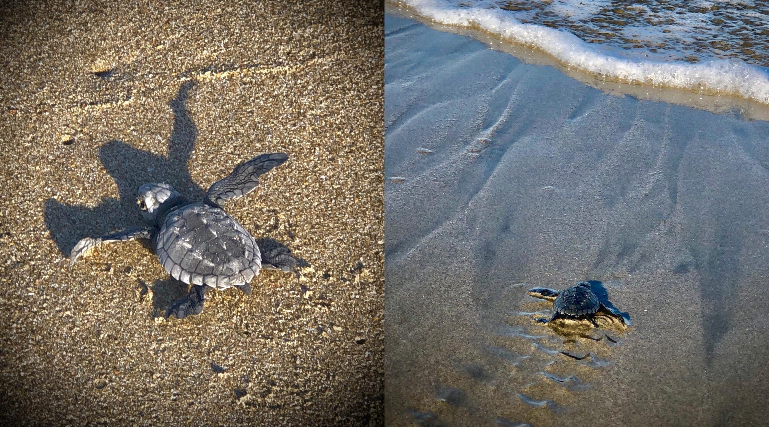 BeFunky-collage-2020-11-17T154238.600