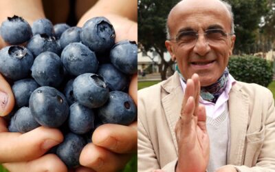 Los arándanos regulan el nivel de los triglicéridos, indica Dr. Pérez-Albela