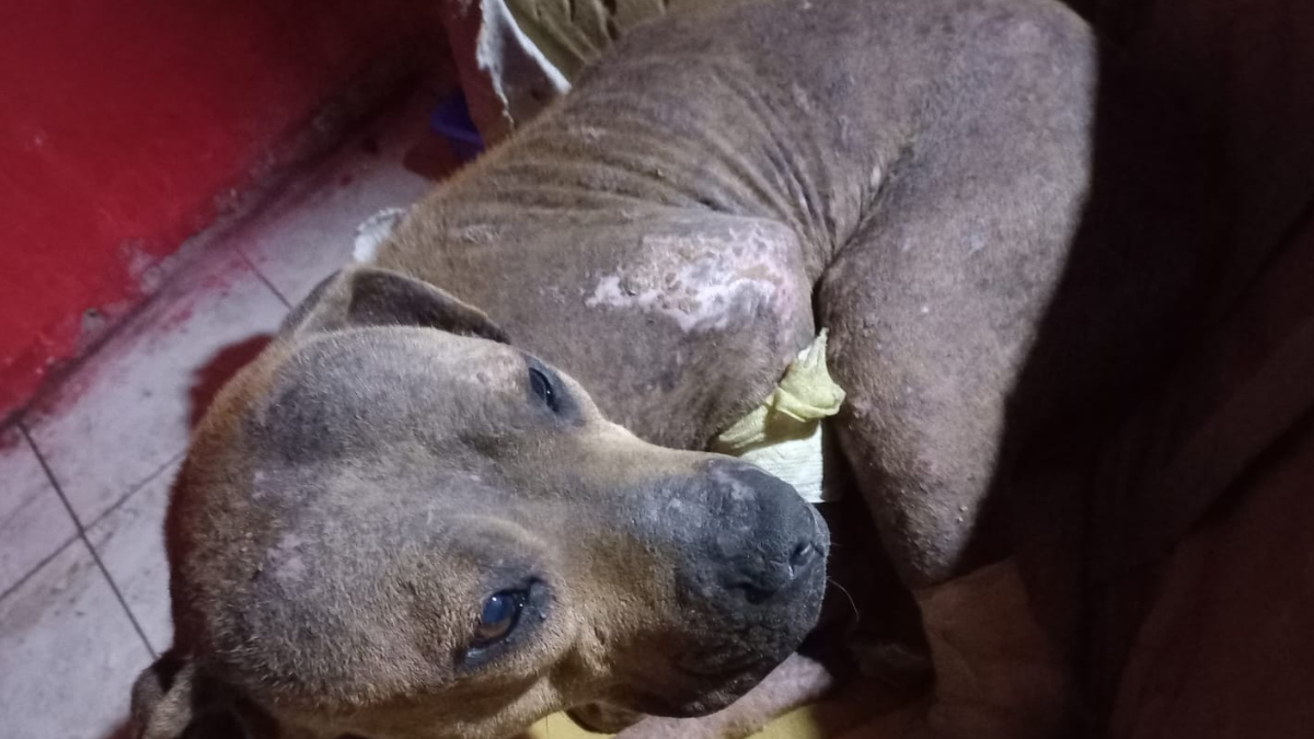 Diseno-sin-titulo-2022-07-11T174442.839