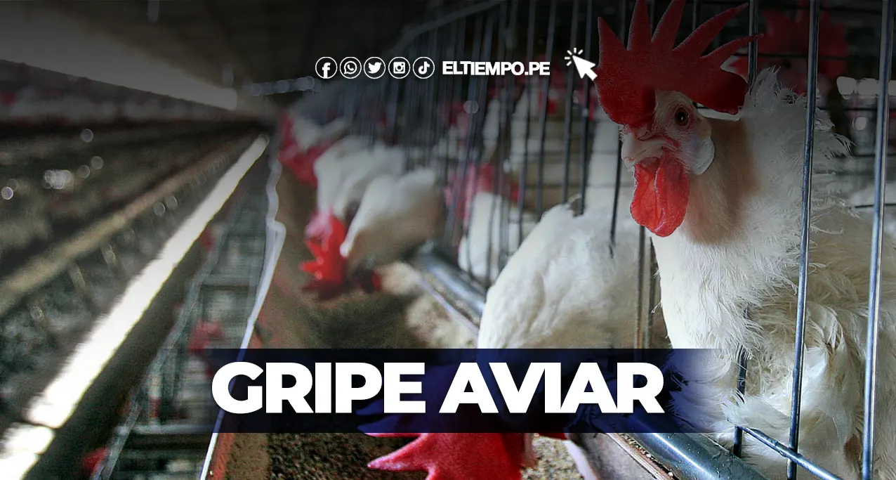Gripe Aviar Cusco: ¿Porqué Senasa declaró cuarentena en varios comercios de pollo?