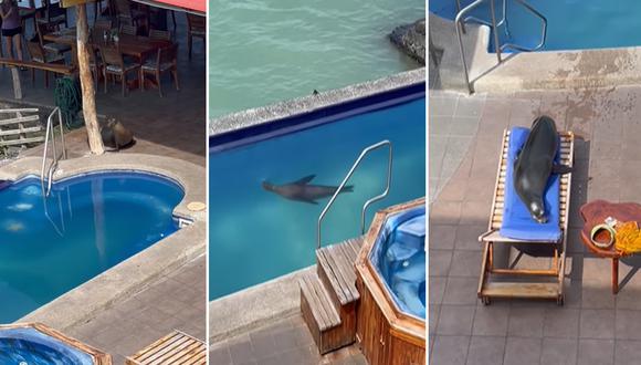 Leon-marino-salta-a-la-piscina-y-luego-se-apodera-de-una-tumbona-de-un-huesped