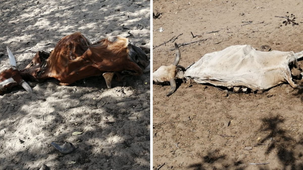 xr:d:DAFDx58EBLw:407,j:31409903908,t:22072414