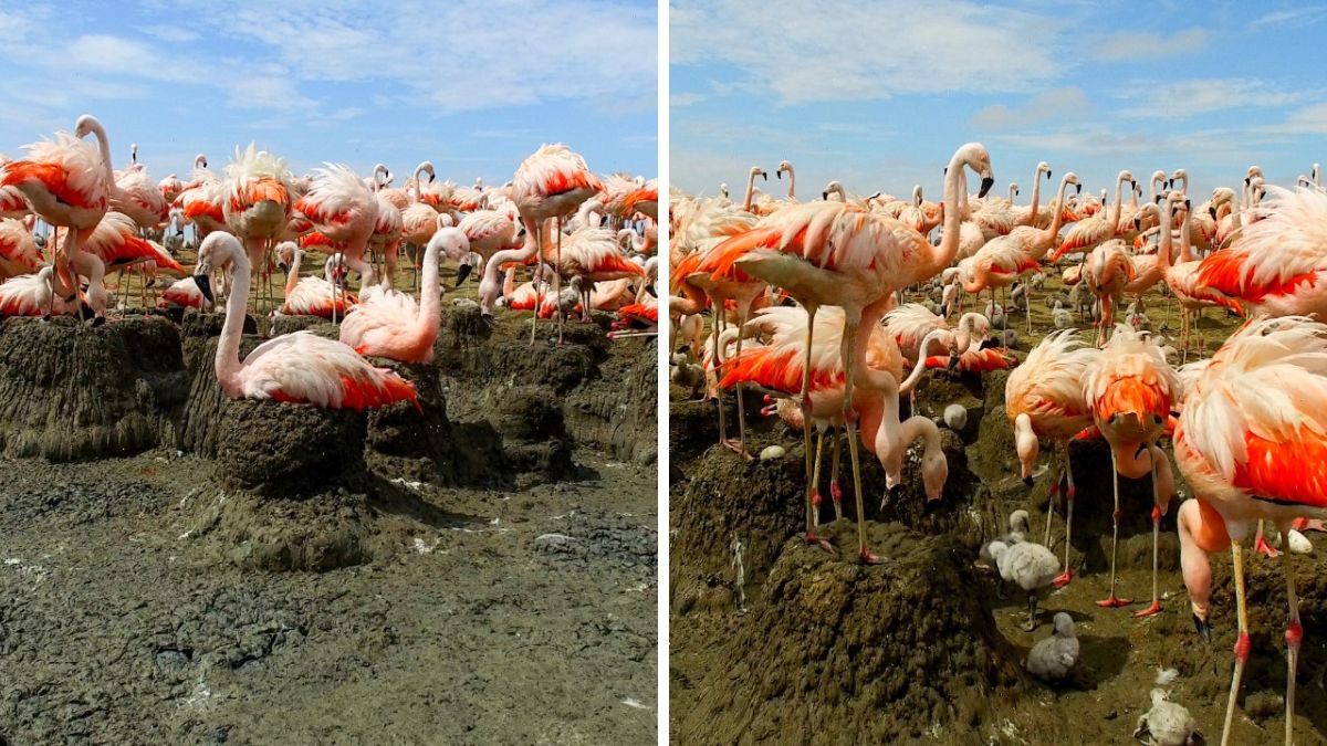 xr:d:DAFDx58EBLw:741,j:33393866157,t:22082121