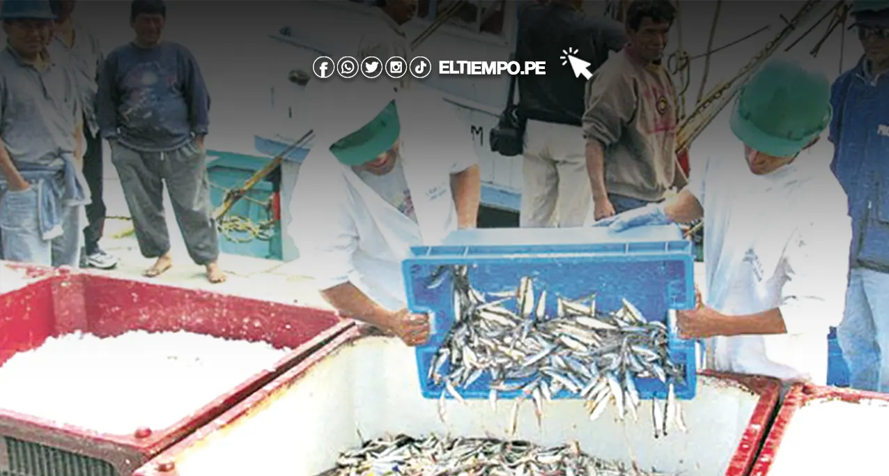 Piura caída del sector pesca ocasiona retroceso de la economía Piura: caída del sector pesca ocasiona retroceso de la economía
