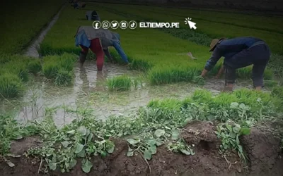 Piura: con más de 2 mil hectáreas de arroz aseguran inicio de campaña chica