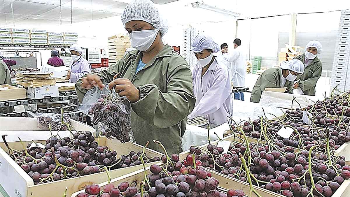 Piura-exportacion-uva
