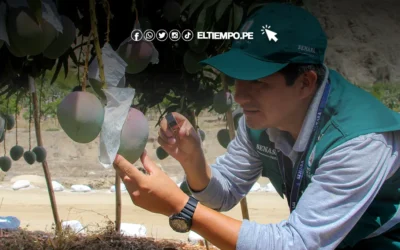 Piura: frío afectaría cultivos de mango, banano y arroz