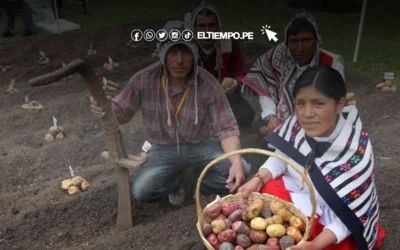 Producción récord de papa impulsa la recuperación agrícola