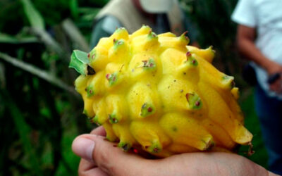 Pitahaya: todo lo que debes conocer sobre este prodigioso superalimento