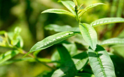 Muña, sauco y otras plantas medicinales para combatir males respiratorios