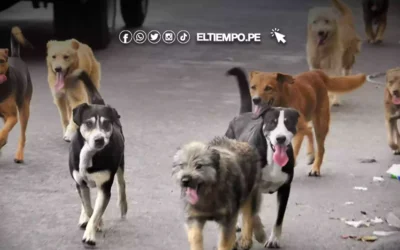 Turquía enfrenta polémica por proyecto de ley para sacrificar millones de perros callejeros