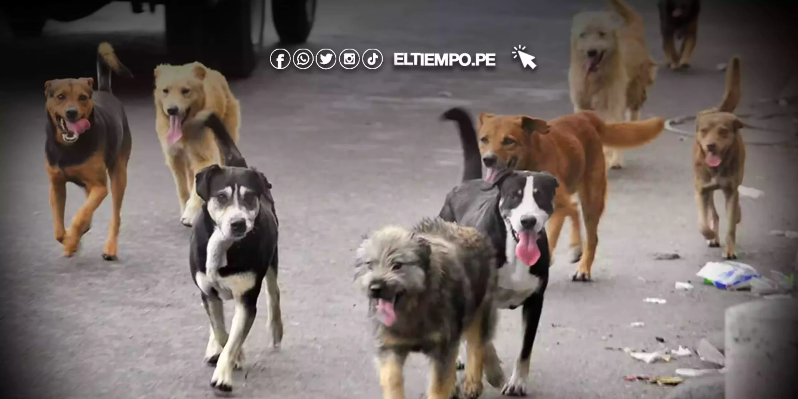 Turquía enfrenta polémica por proyecto de ley para sacrificar millones de perros callejeros Turquía enfrenta polémica por proyecto de ley para sacrificar millones de perros callejeros