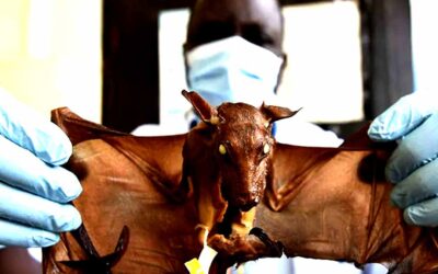 Virus de Marburgo: Qué es, síntomas, transmisión, cura, tratamiento, cómo se contagia y lo que se sabe