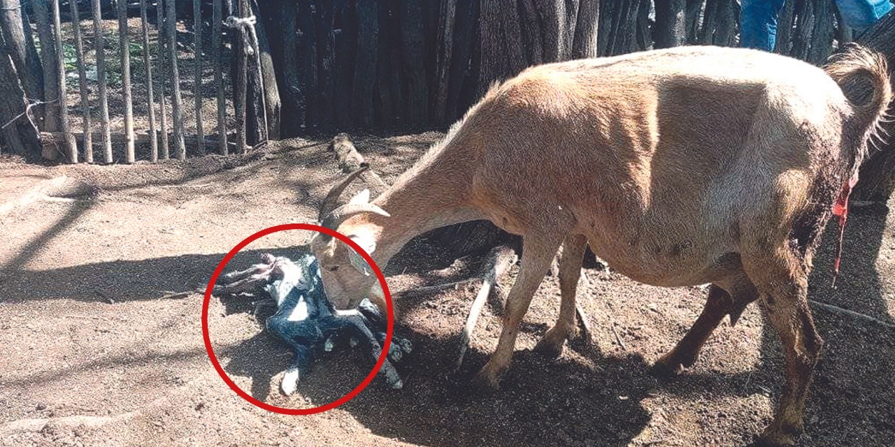 WhatsApp-Image-2022-05-22-at-12.38.06-PM