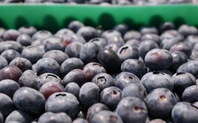 COVID-19: Estos superalimentos fortalecen tu sistema inmune