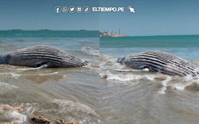 Piura: encuentran ballenato varado en puerto San Pedro de Talara