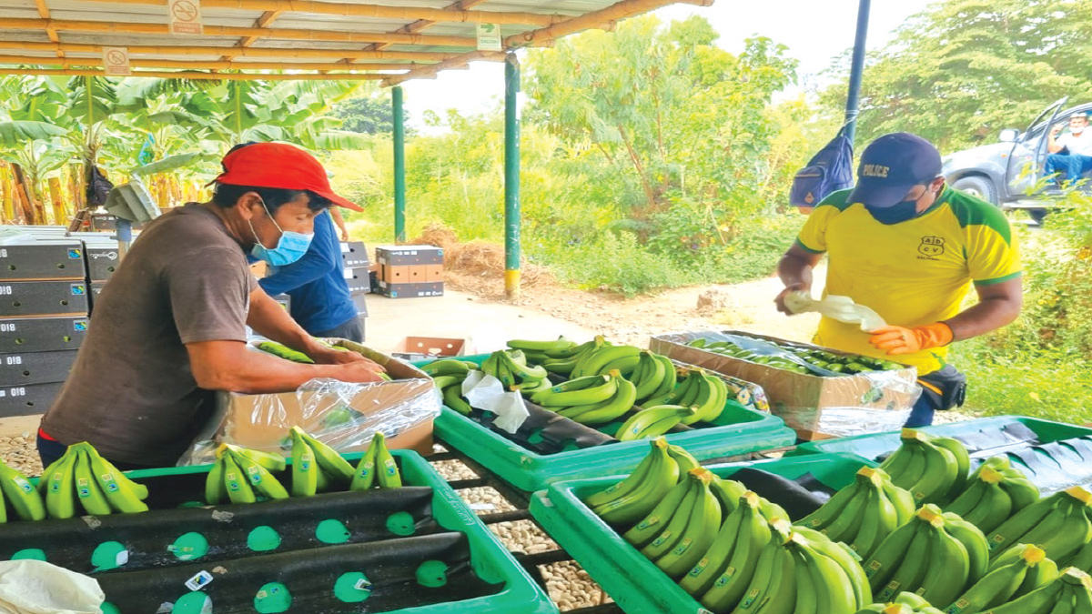 banano-en-piura