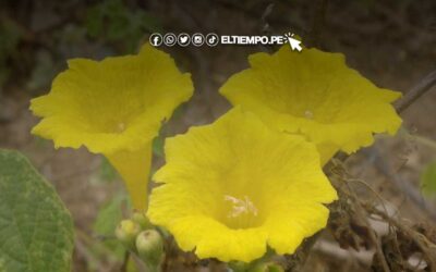 5 beneficios de la flor de overal y cómo prepararla