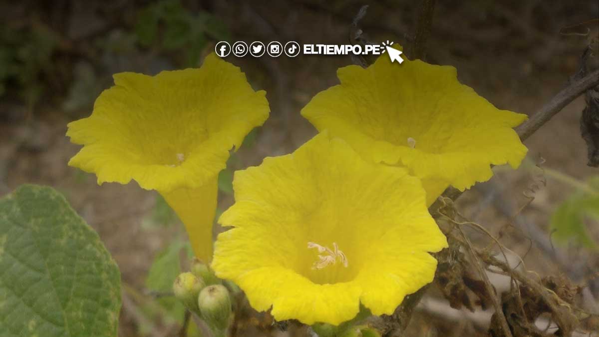 beneficios-de-la-flor-de-overol
