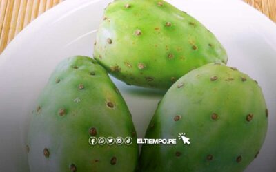 Nopal: beneficios de la tuna verde y cómo preparar su penca