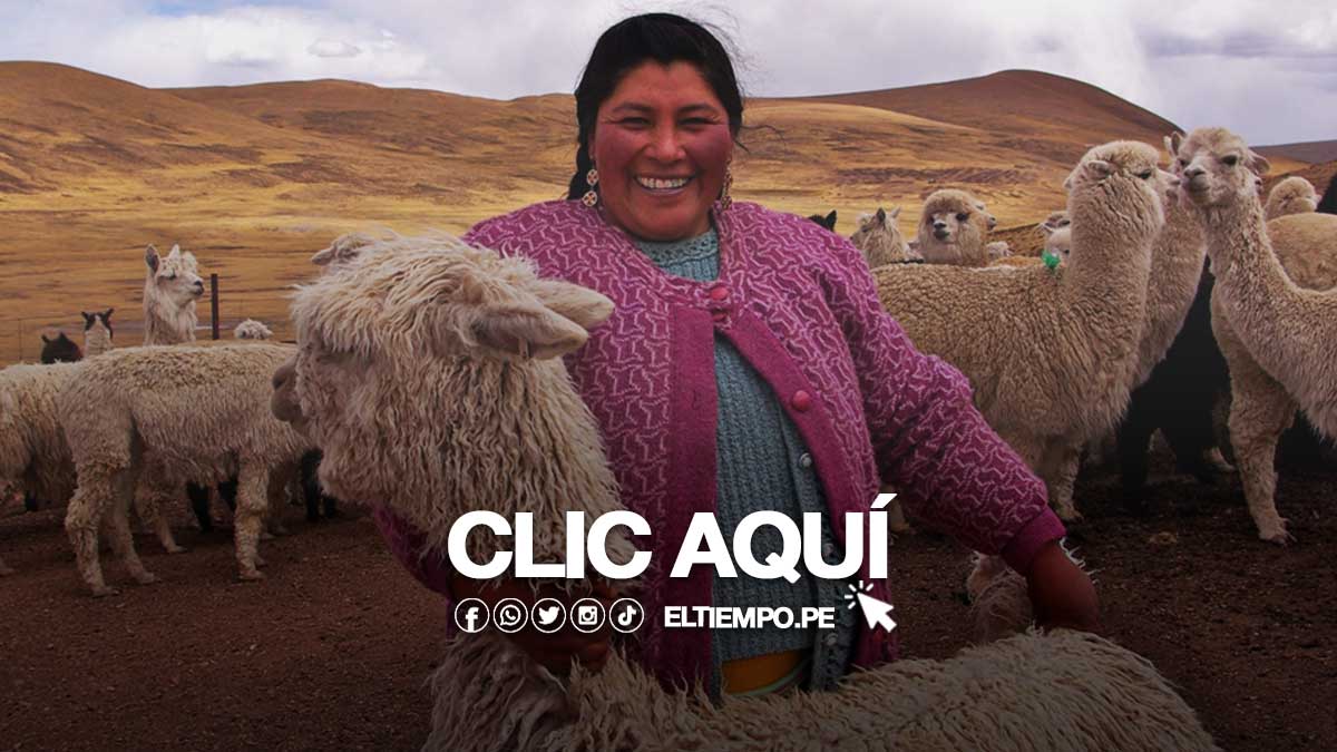 bono-alpaquero-2023-peru-bono-sequia-peru-subsidios-respustas