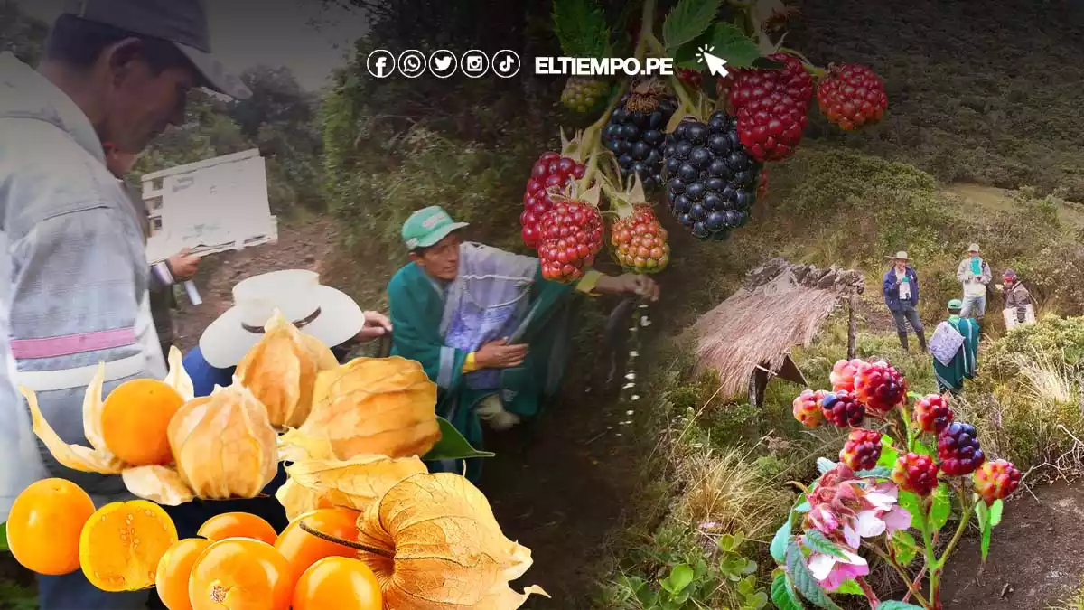 campesinos-apuestan-por-el-comercio-de-frutos-nativos