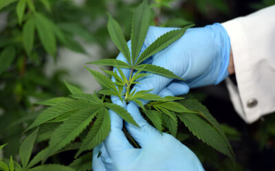 ¿Dónde comprar aceite de cannabis medicinal, autorizado por el Minsa?