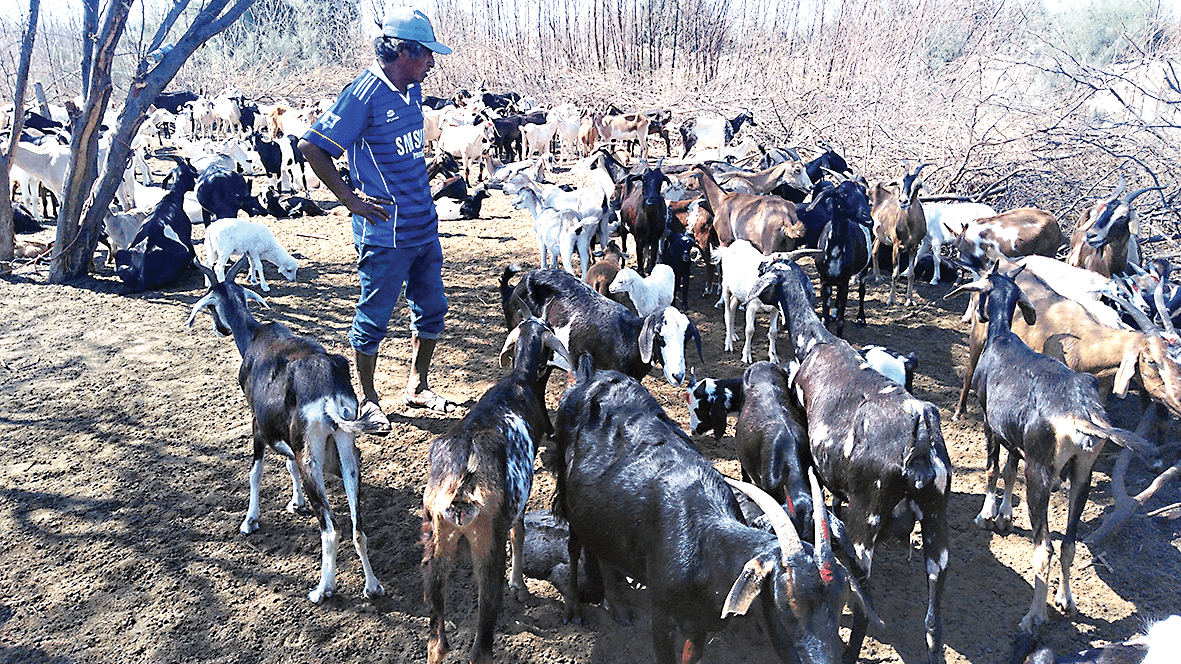 carne-caprina-en-piura
